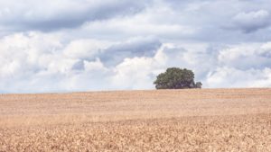 Lonesome Tree