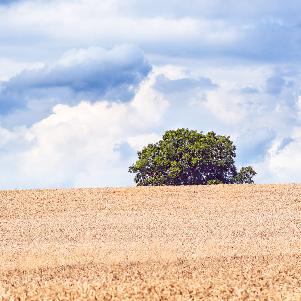 Lonesome Tree
