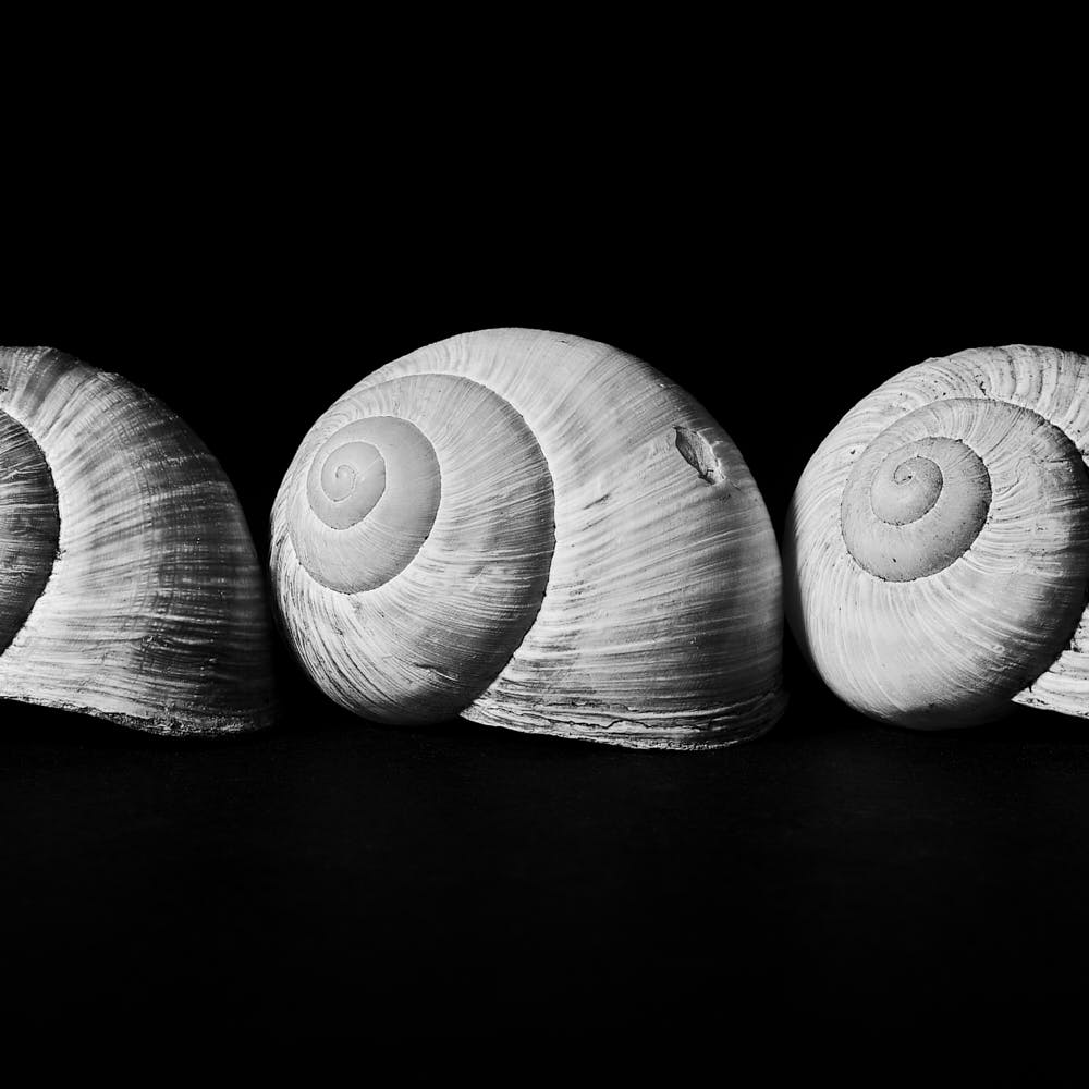 SCHNECKENHÄUSER